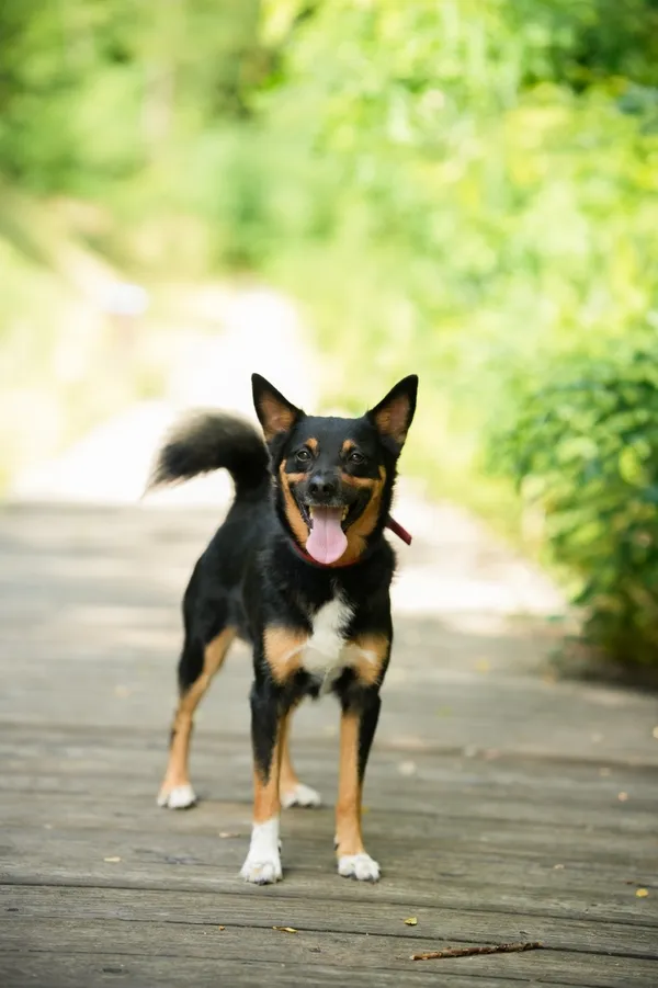 Znaleziono psa, Sosnowiec, 28 lipca 2025 (5/5)