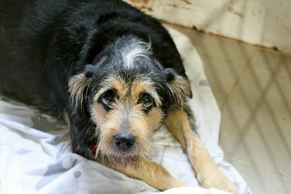 Znaleziono psa, Wałbrzych, 15 lutego 2026