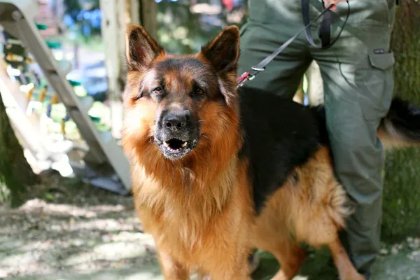 Znaleziono psa, Wałbrzych, 25 lipca 2025 (3/3)