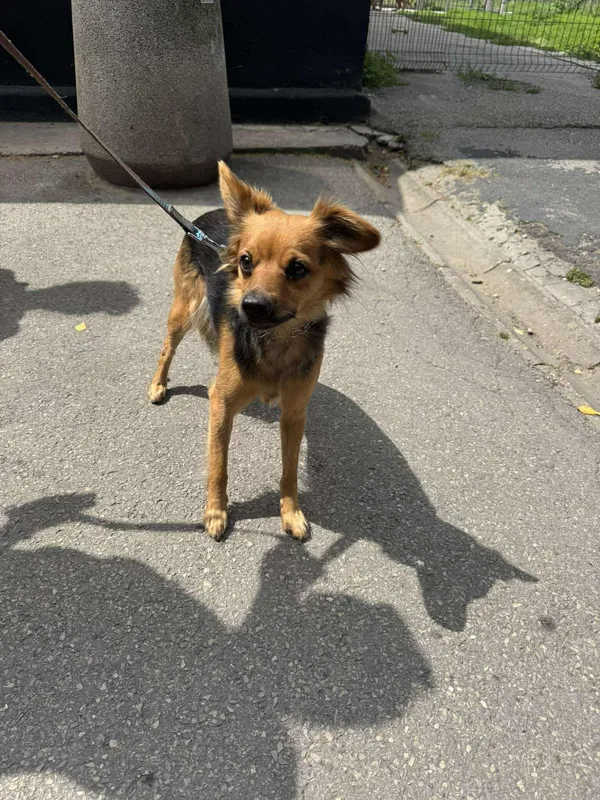 Znaleziono psa, Sosnowiec, 25 lipca 2025