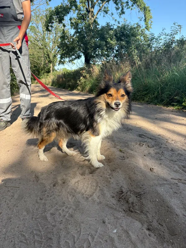 Znaleziono psa, Henrykowo, 20 lipca 2025 (4/4)