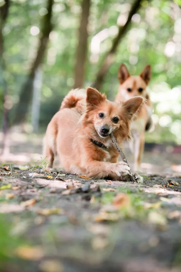 Znaleziono psa, Sosnowiec, 26 lipca 2025 (1/5)