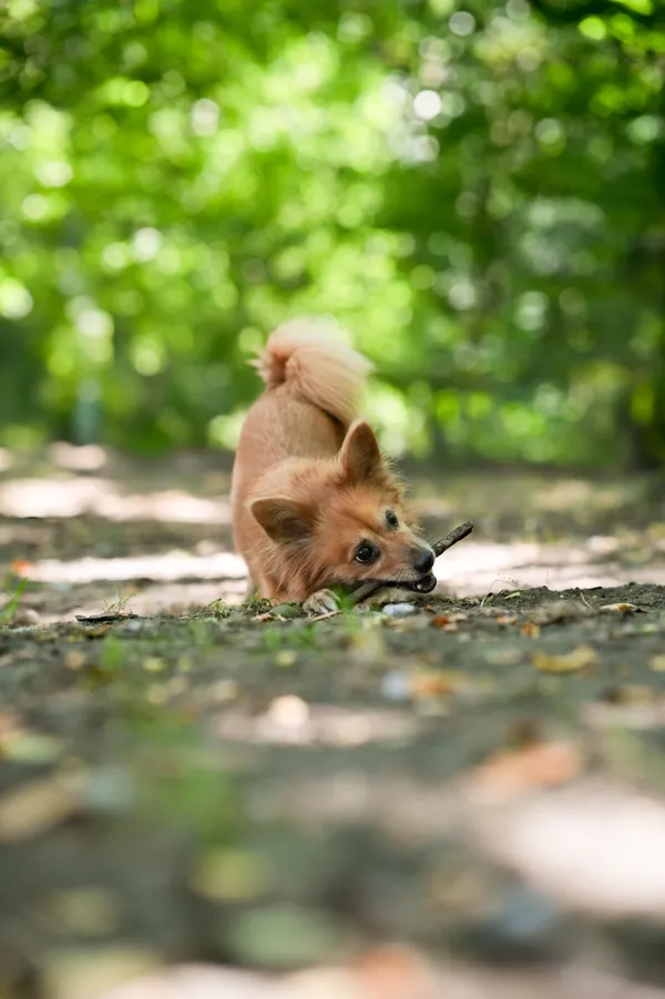 Znaleziono psa, Sosnowiec, 26 lipca 2025 (2/5)