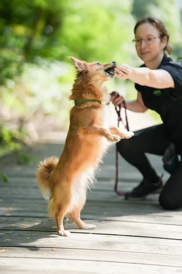 Znaleziono psa, Sosnowiec, 26 lipca 2025 (5/5)
