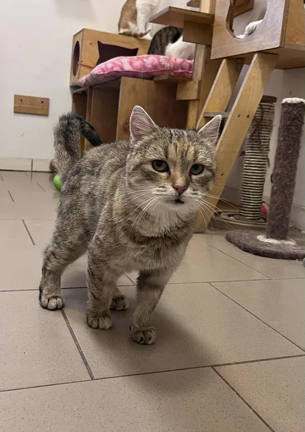 Kot do adopcji, Włocławek, 30 lipca 2025 (2/5)