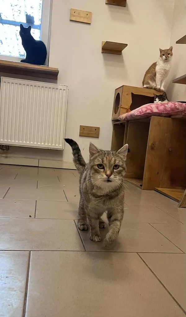 Kot do adopcji, Włocławek, 30 lipca 2025 (4/5)