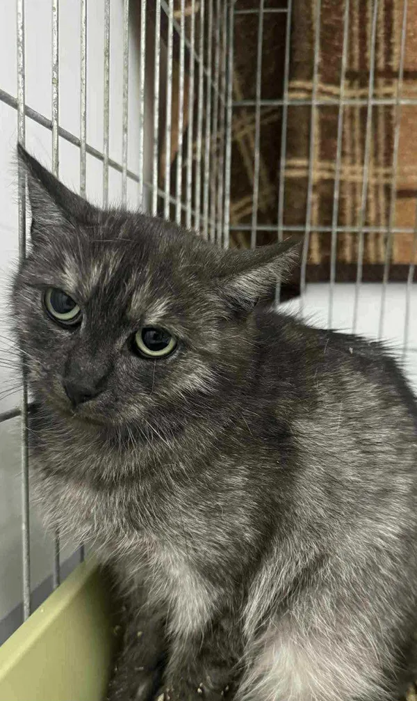 Znaleziono kota, Czartki, 30 lipca 2025