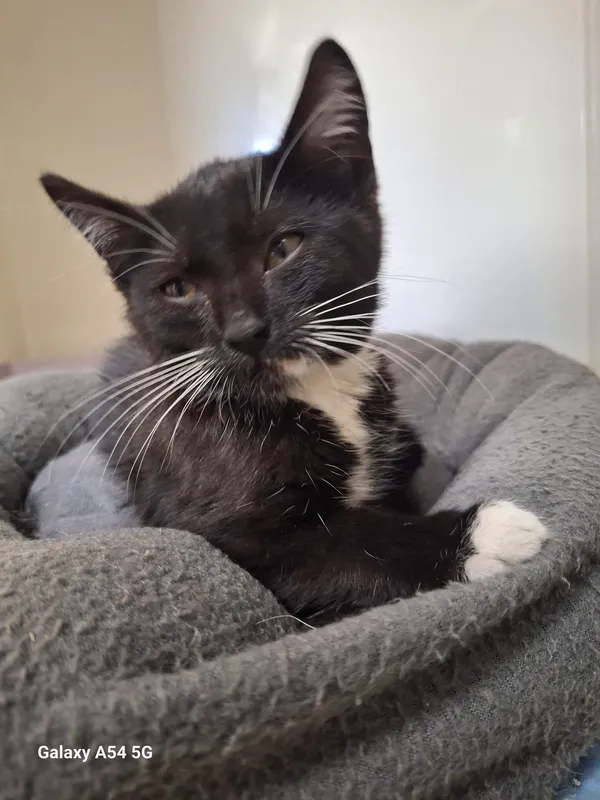 Kot do adopcji, Orzechowce, 29 lipca 2025 (1/5)