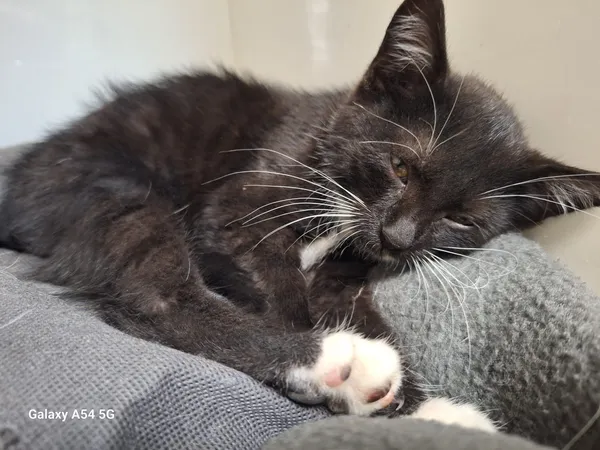 Kot do adopcji, Orzechowce, 29 lipca 2025 (2/5)