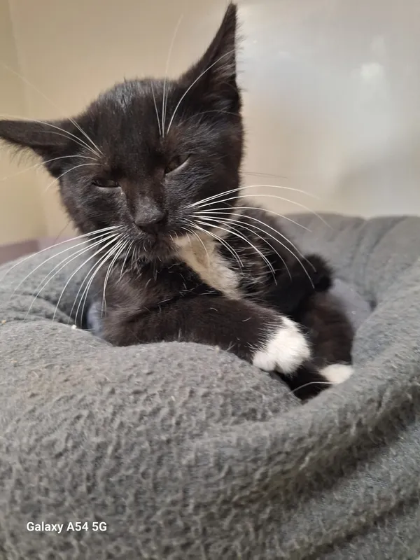 Kot do adopcji, Orzechowce, 29 lipca 2025 (3/5)