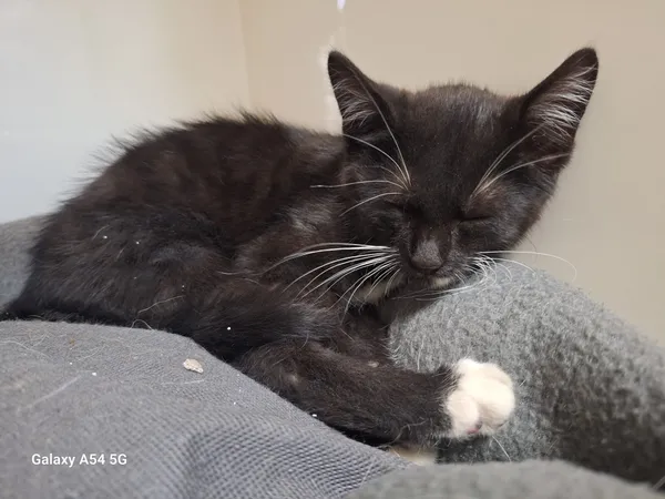 Kot do adopcji, Orzechowce, 29 lipca 2025 (4/5)