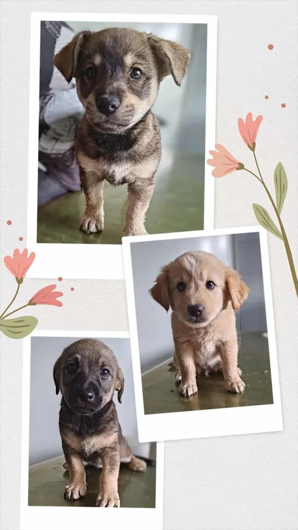 Znaleziono psa, Lublin, 30 lipca 2025