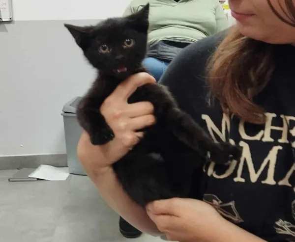 Znaleziono kota, Toruń, 31 lipca 2025