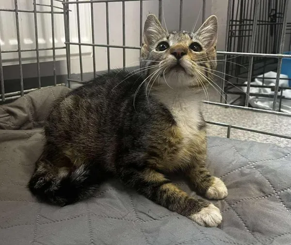 Znaleziono kota, Toruń, 31 lipca 2025