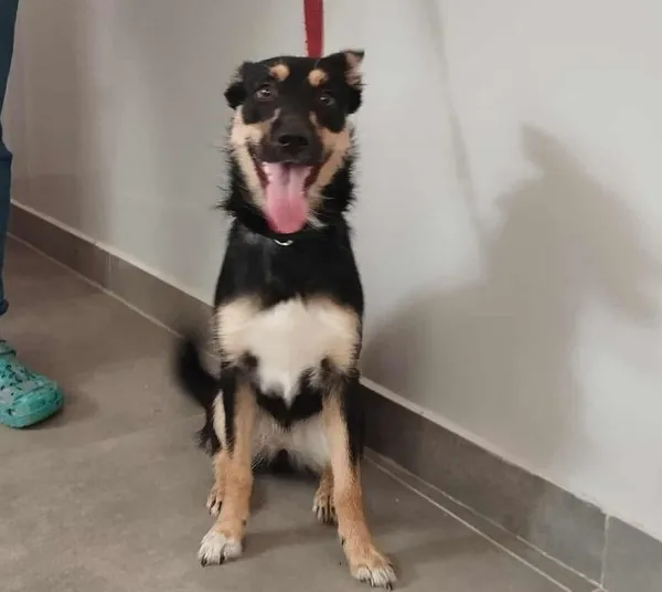 Znaleziono psa, Toruń, 30 lipca 2025