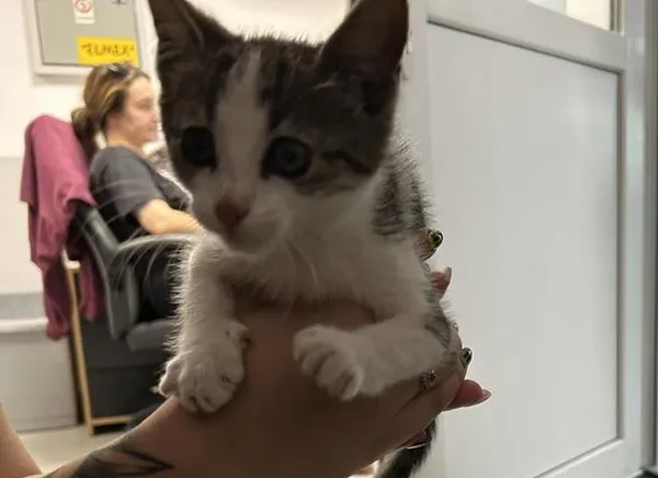 Znaleziono kota, Toruń, 29 lipca 2025