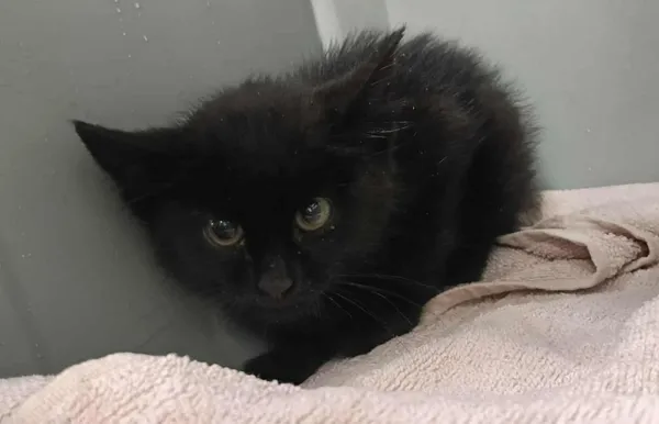 Znaleziono kota, Toruń, 28 lipca 2025