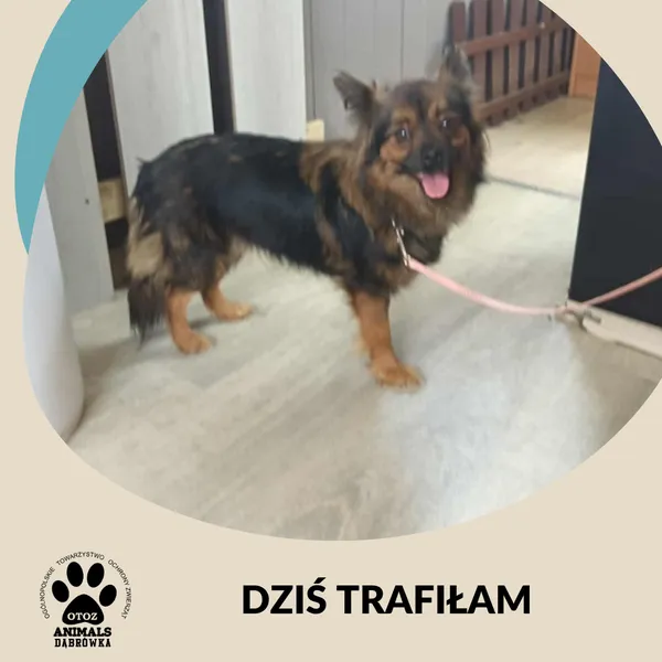 Znaleziono psa, Dąbrówka, 31 lipca 2025 (1/2)