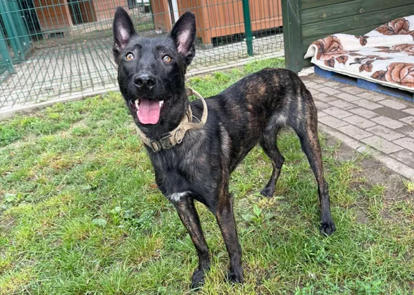 Znaleziono psa, Bydgoszcz, 20 lipca 2025