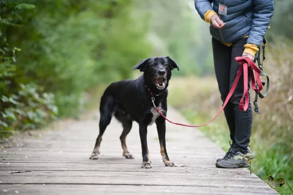 Znaleziono psa, Sosnowiec, 30 lipca 2025 (5/5)