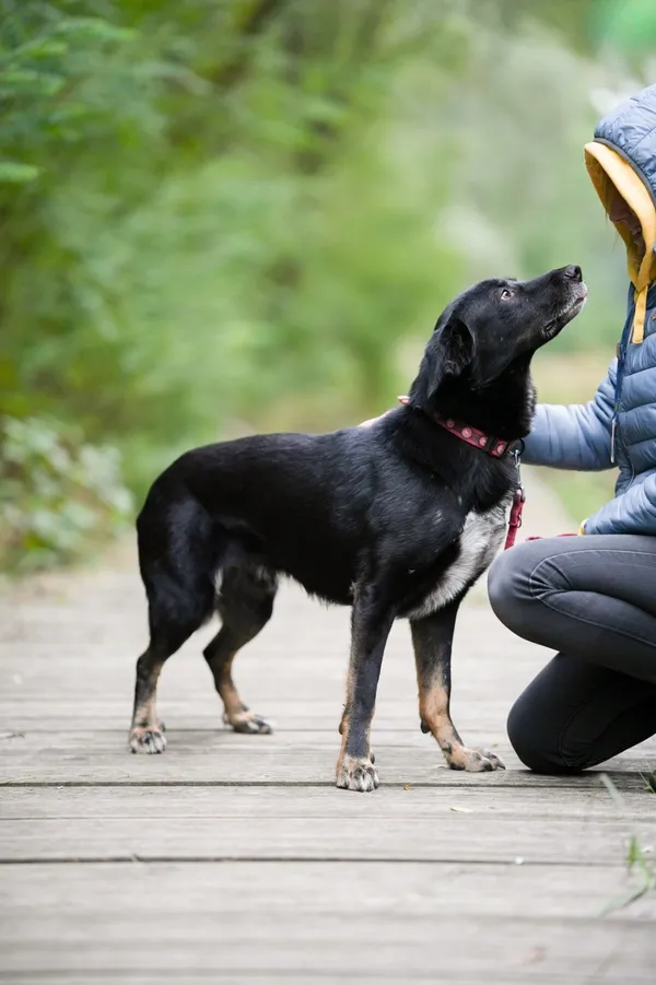 Znaleziono psa, Sosnowiec, 30 lipca 2025 (2/5)