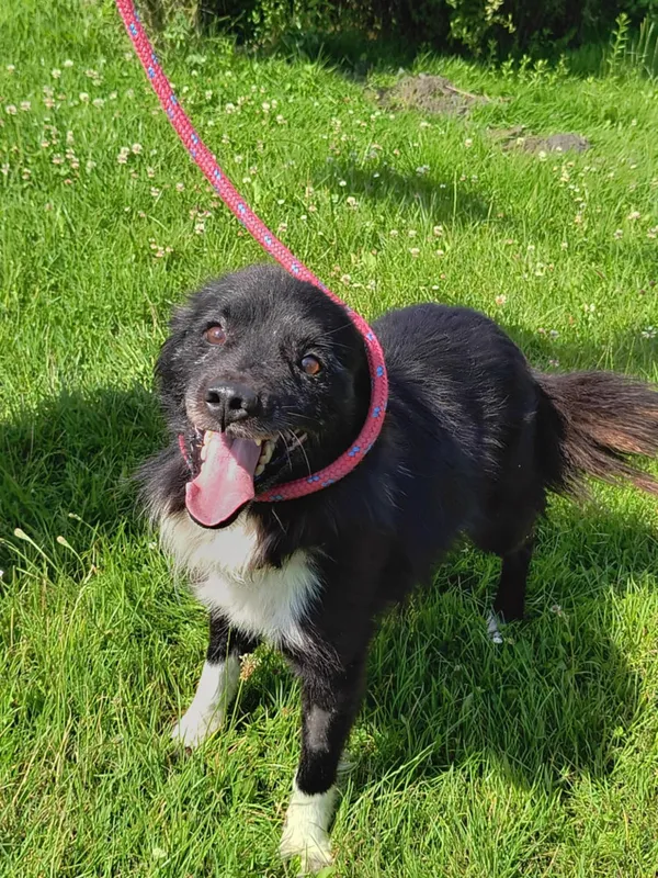 Pies do adopcji, Bełchatów, 26 czerwca 2025 (1/5)