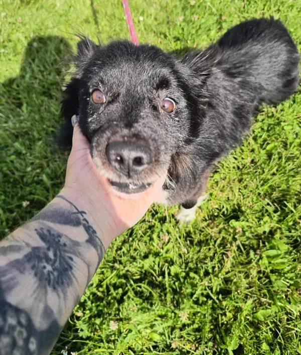 Pies do adopcji, Bełchatów, 26 czerwca 2025 (2/5)