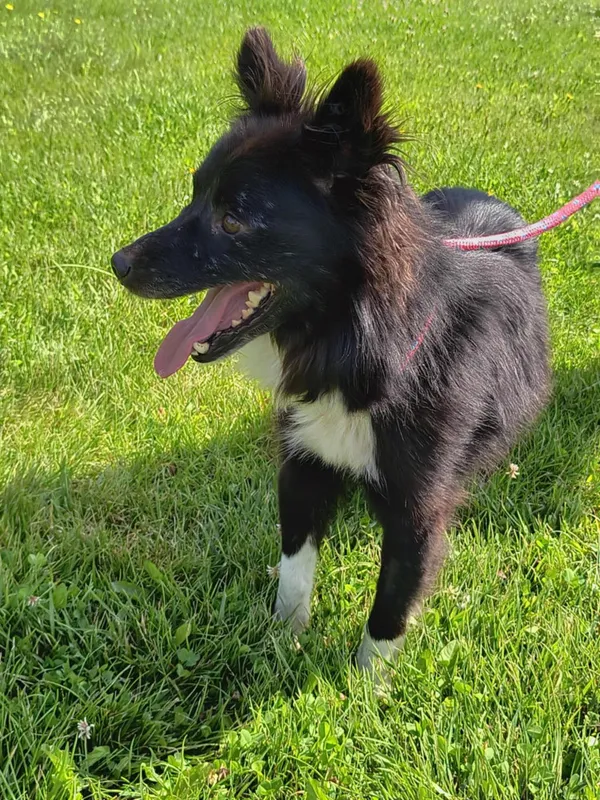 Pies do adopcji, Bełchatów, 26 czerwca 2025 (3/5)