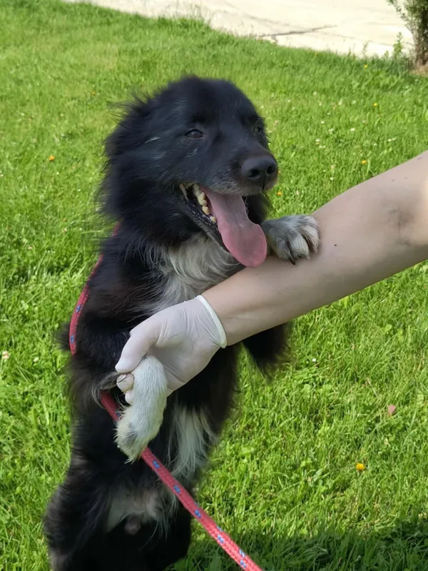 Pies do adopcji, Bełchatów, 26 czerwca 2025 (4/5)