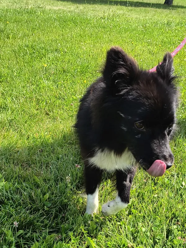 Pies do adopcji, Bełchatów, 26 czerwca 2025 (5/5)