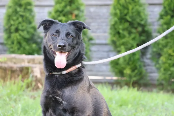 Pies do adopcji, Bełchatów, 8 maja 2025 (1/5)