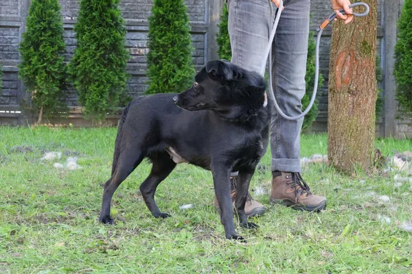 Pies do adopcji, Bełchatów, 8 maja 2025 (4/5)