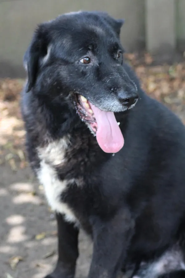 Pies do adopcji, Bełchatów, 17 września 2022 (5/5)