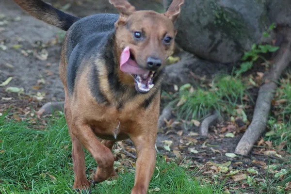 Pies do adopcji, Bełchatów, 17 września 2022 (2/5)