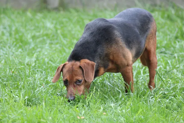 Pies do adopcji, Bełchatów, 17 września 2022 (5/5)