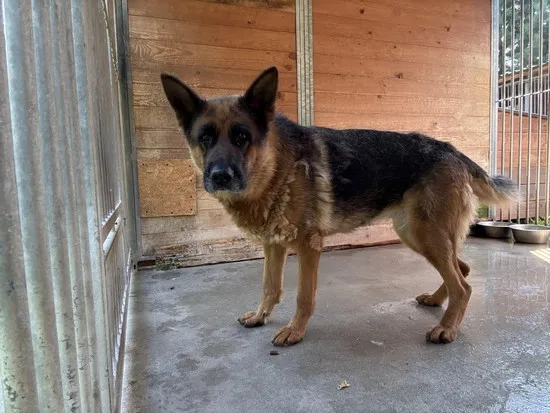 Pies do adopcji, Kraków, 17 lipca 2025