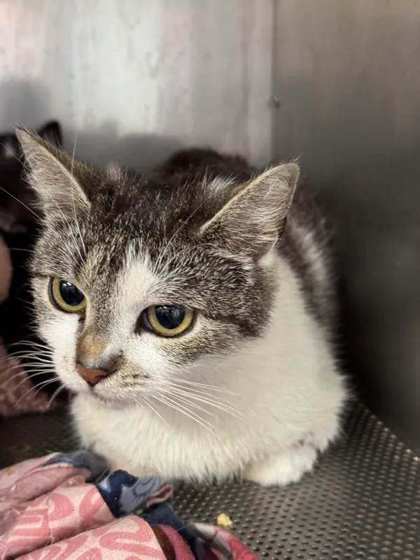 Znaleziono kota, Gdańsk, 1 sierpnia 2025