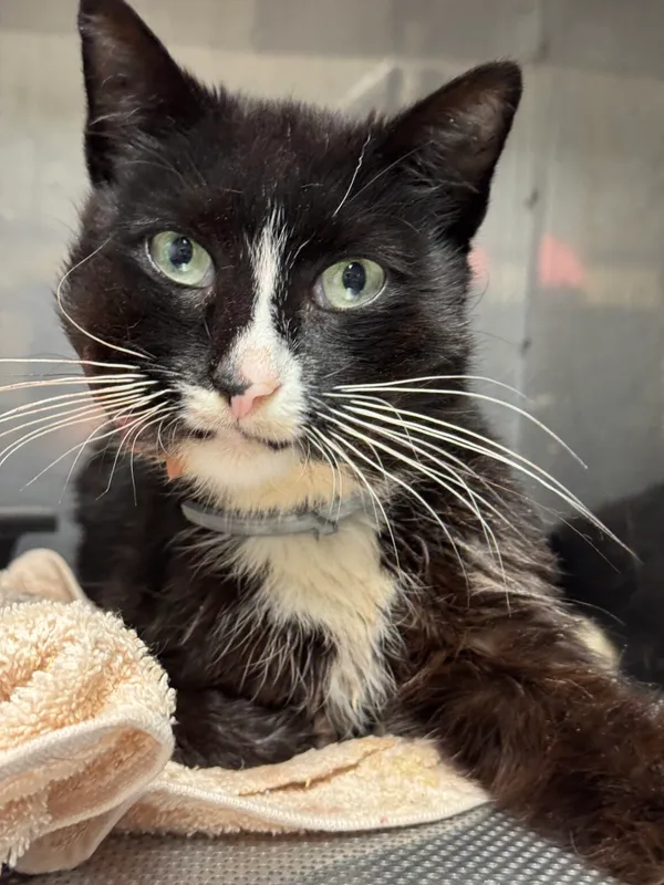 Znaleziono kota, Gdańsk, 1 sierpnia 2025