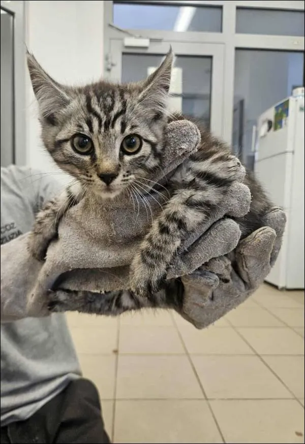 Znaleziono kota, Grudziądz, 31 lipca 2025