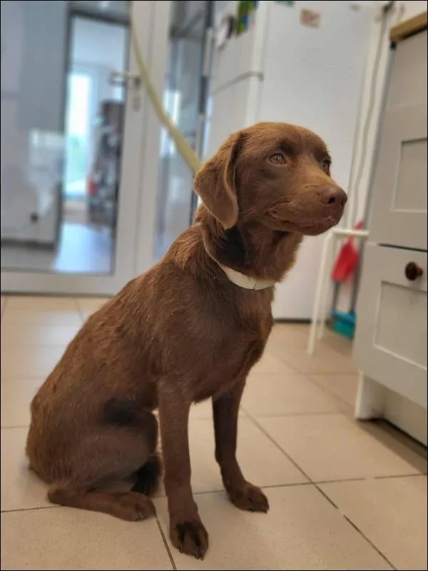 Znaleziono psa, Grudziądz, 31 lipca 2025