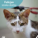 Kot do adopcji