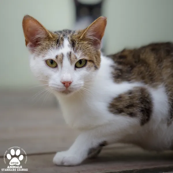 Kot do adopcji, Starogard Gdański, 31 lipca 2025 (3/4)