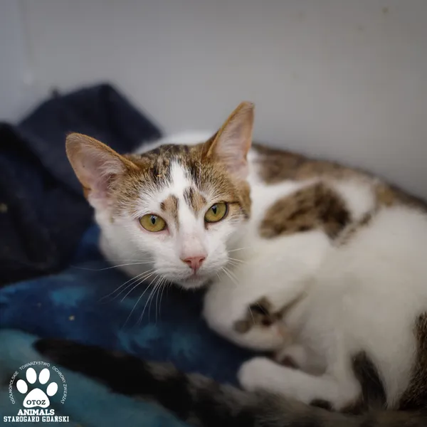 Kot do adopcji, Starogard Gdański, 31 lipca 2025 (4/4)