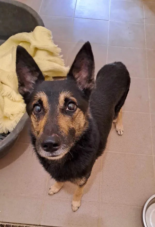 Znaleziono psa, Olsztyn, 31 lipca 2025