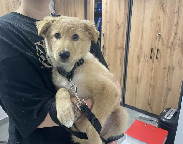 Znaleziono psa, Toruń, 1 sierpnia 2025