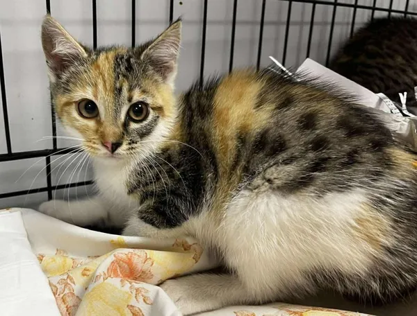 Znaleziono kota, Toruń, 31 lipca 2025