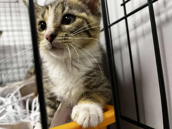 Znaleziono kota, Toruń, 31 lipca 2025