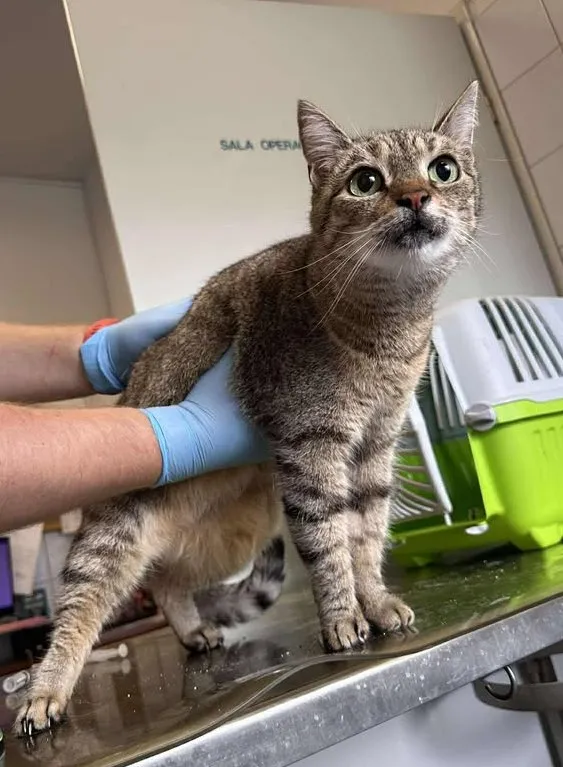 Znaleziono kota, Lublin, 30 lipca 2025