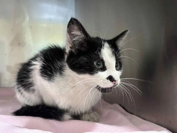 Kot do adopcji, Włocławek, 31 lipca 2025 (2/3)