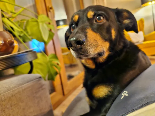 Zaginął pies, Łódź, 1 sierpnia 2025